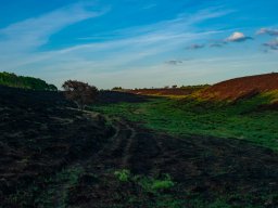 IMGP4931_Graes i lavninger